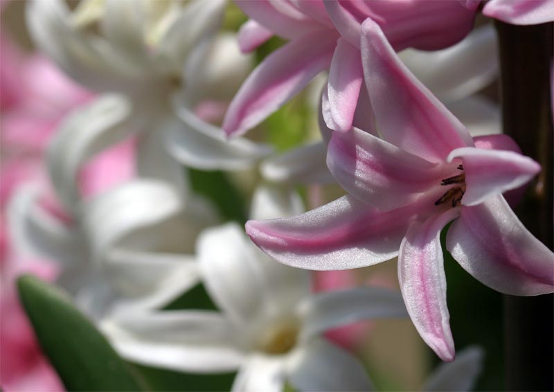 fiori1.jpg