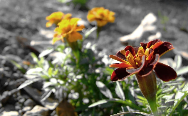 fiori1.jpg