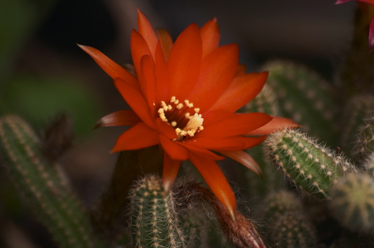fiori1.jpg