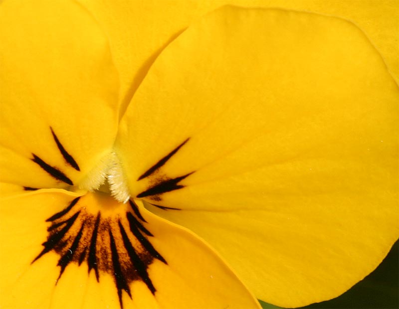 fiori2.jpg