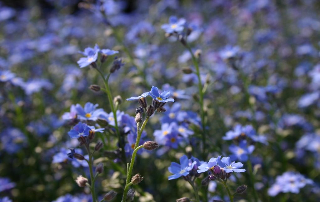 Fiori2.jpg