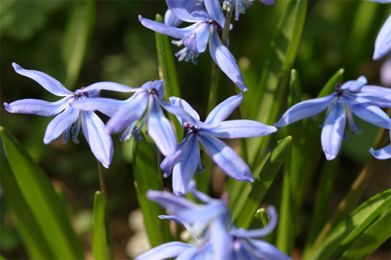fiori3.jpg