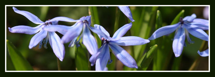 fiori3_roiter.jpg