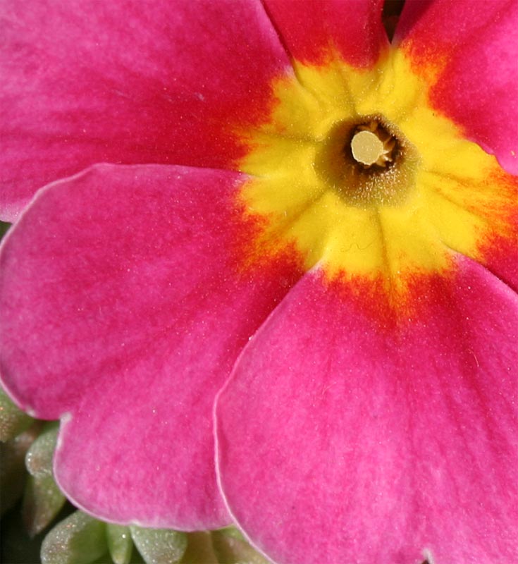 fiori4.jpg