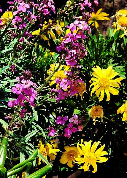 fiori4.jpg