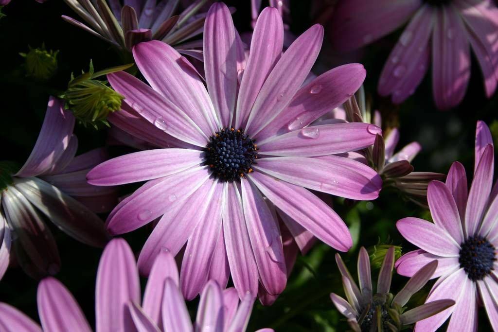 fiori6.jpg