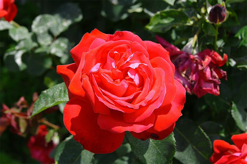 Fiori_0008.jpg