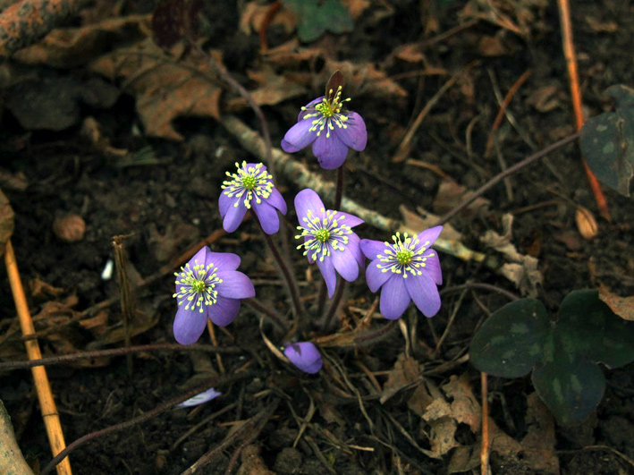 fiori.jpg