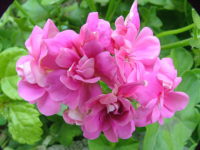 fiori.jpg