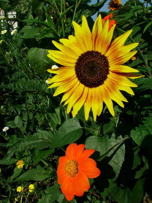 Fiori.jpg