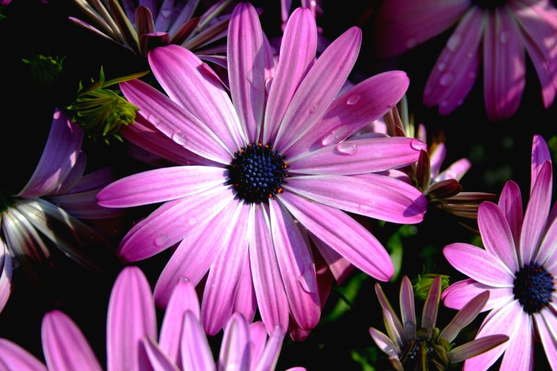 fiori.jpg