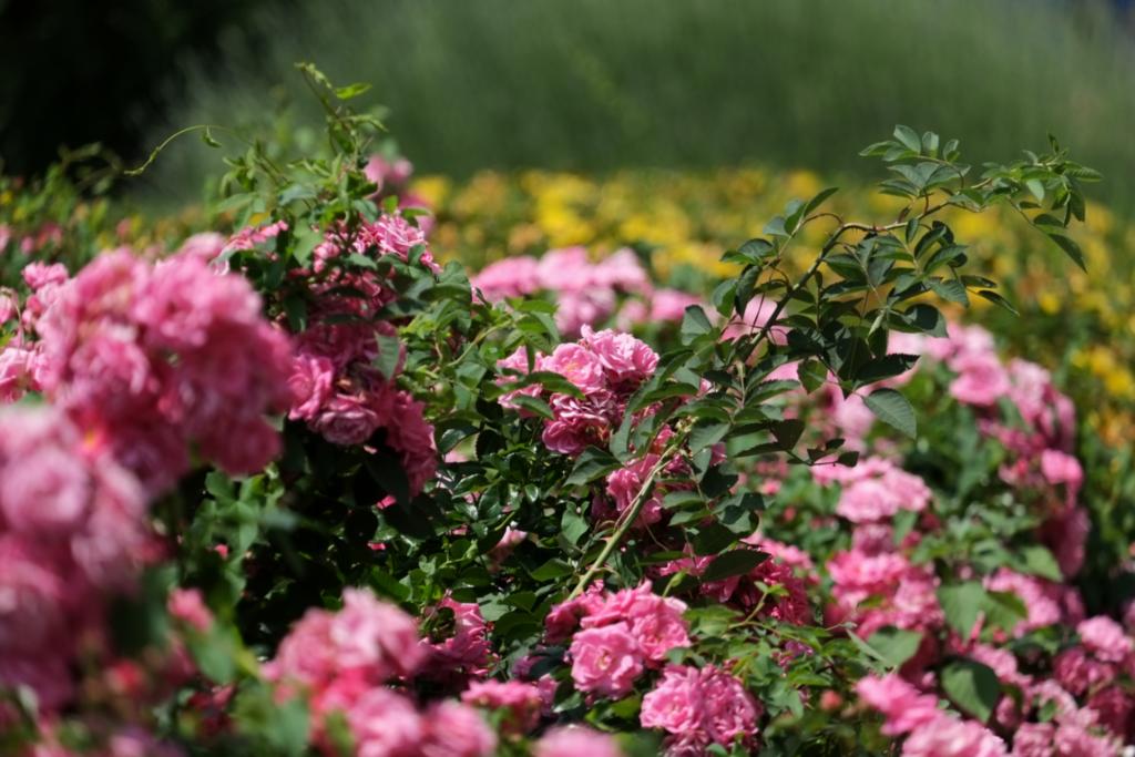 FIORI.jpg