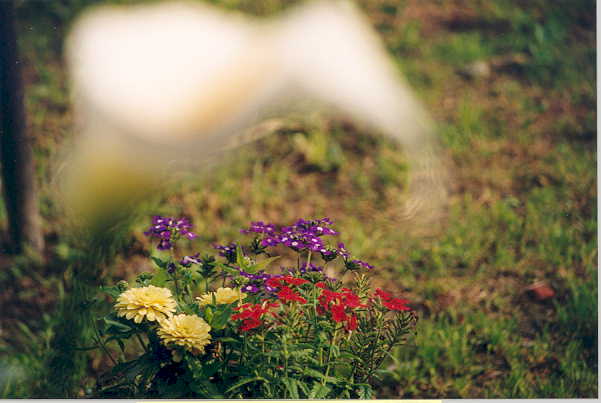 fiori.jpg