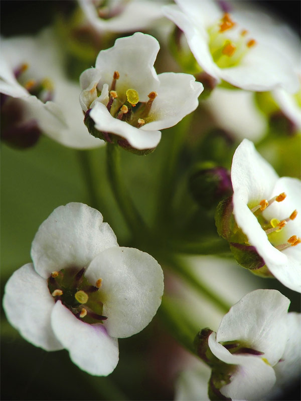 fiori.jpg