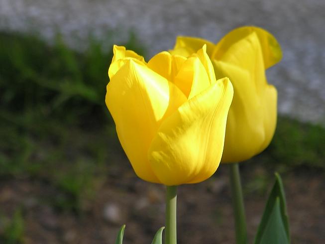 fiori.JPG