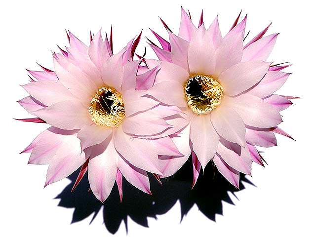 fiori[2].jpg
