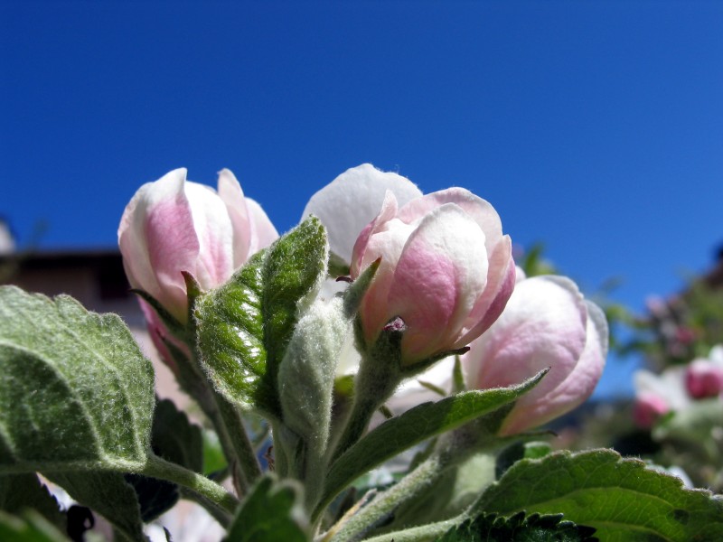 fiori.jpg