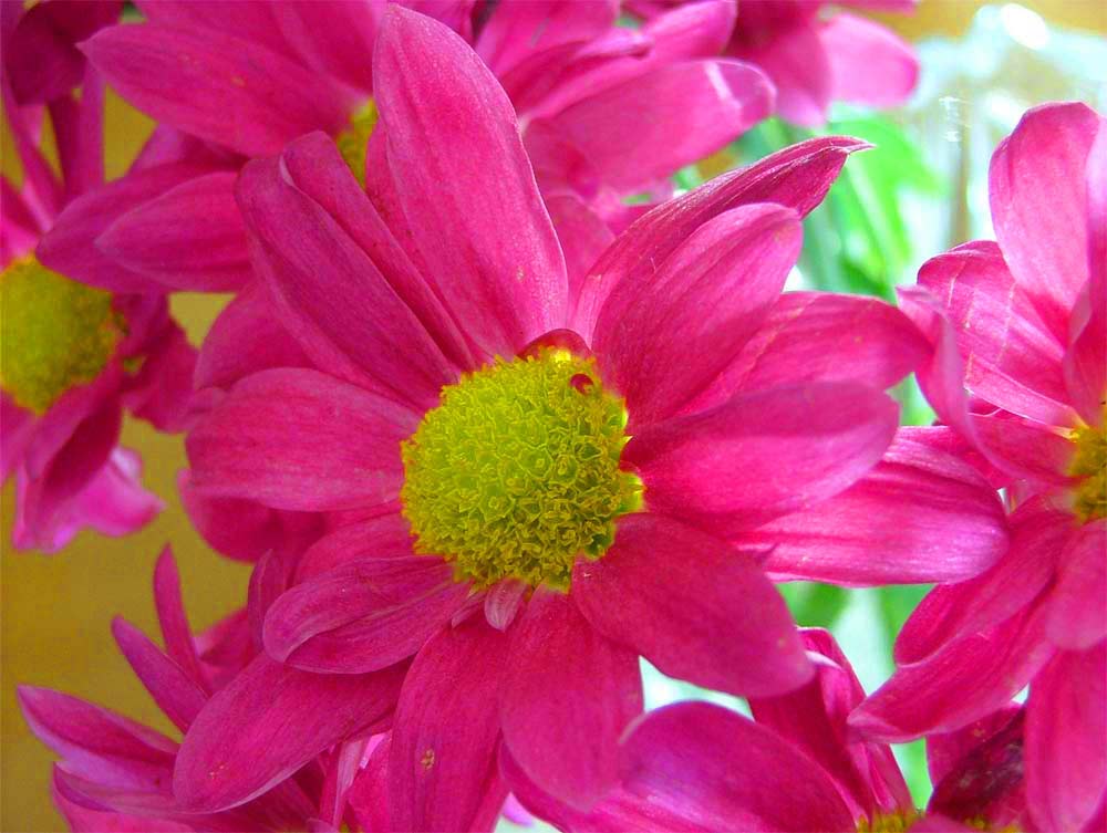 fiori.jpg