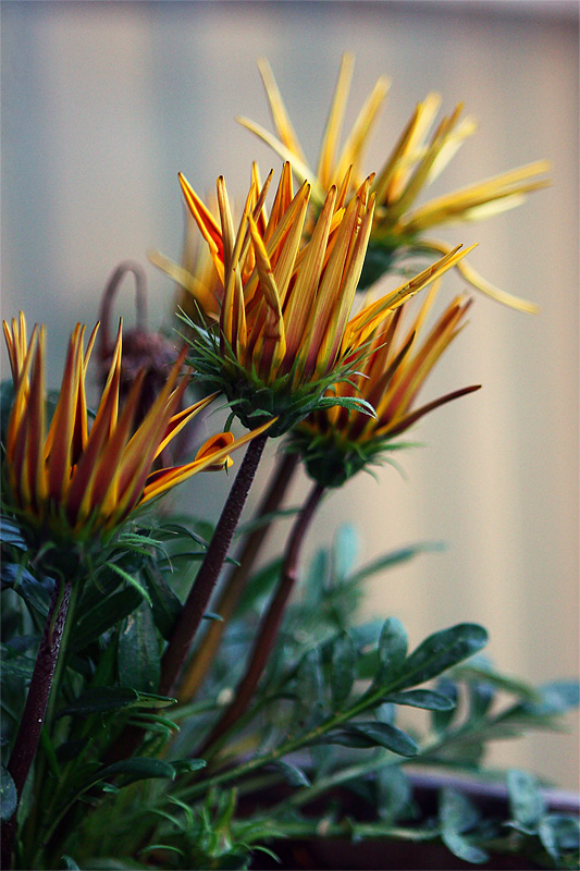 Fiori.jpg
