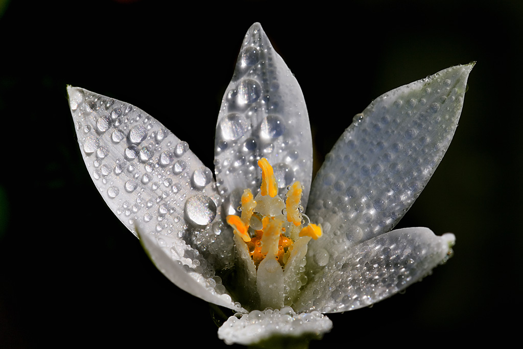 Fiori (26).jpg