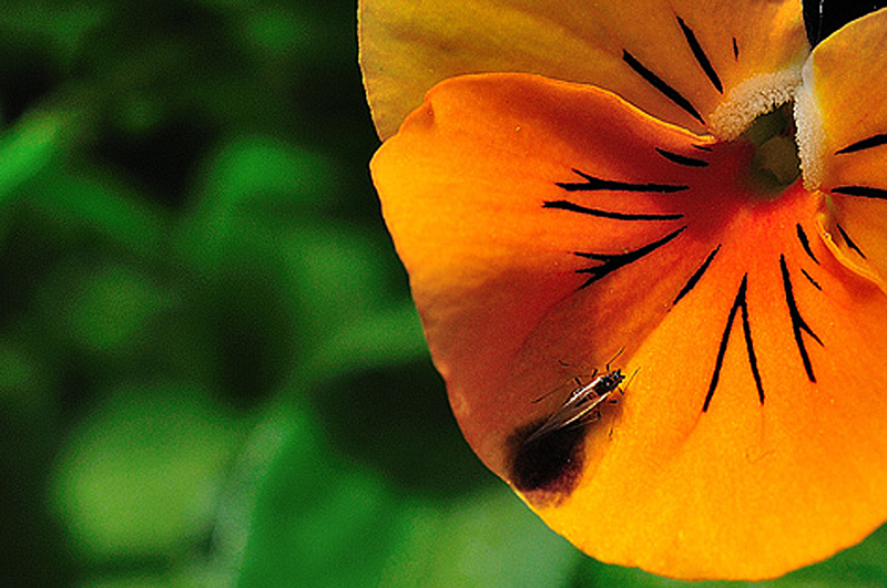 Fiori_Balcone_034_1_web_2.jpg