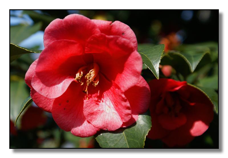fiori(camelia06) (Medium).jpg