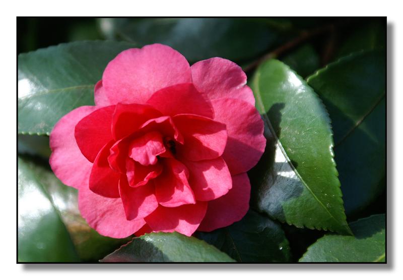fiori(camelia10) (Medium).jpg