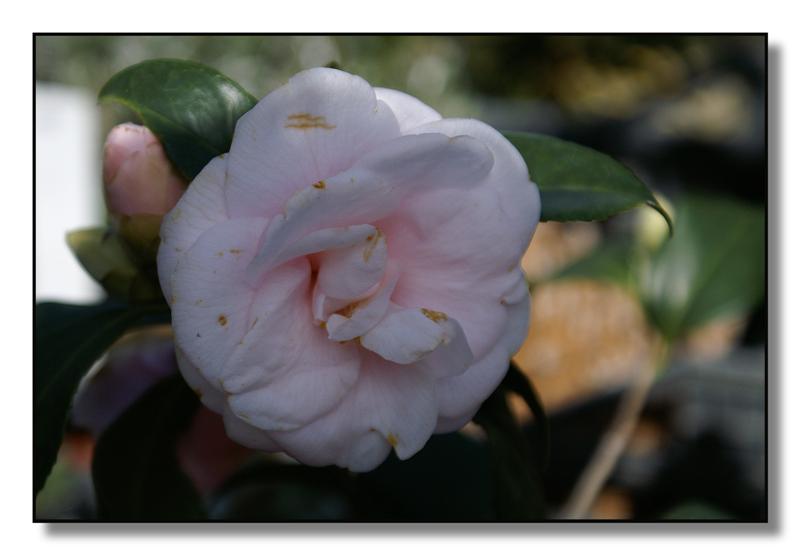 fiori(camelia12) (Medium).jpg