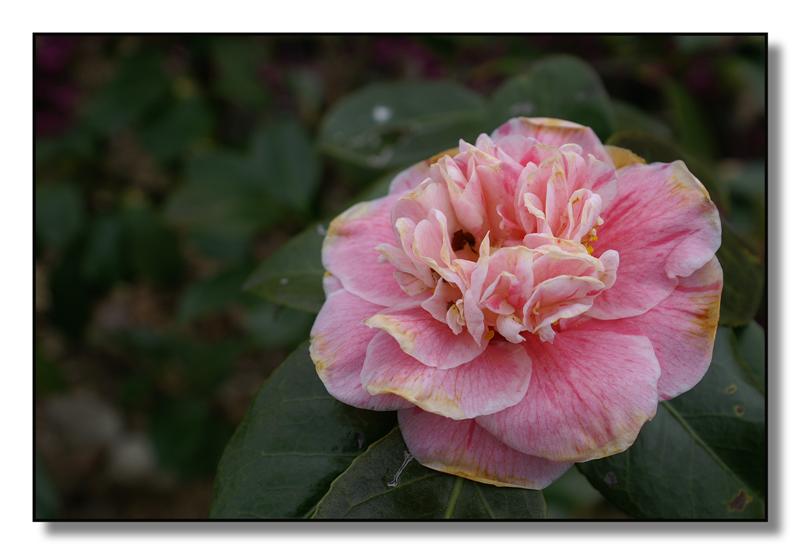 fiori(camelie15) (Medium).jpg