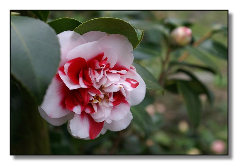 fiori(camelie17) (Medium).jpg