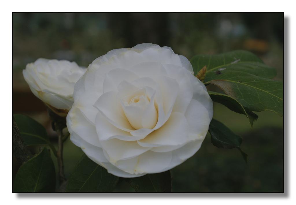 fiori(camelie19) (Large).jpg