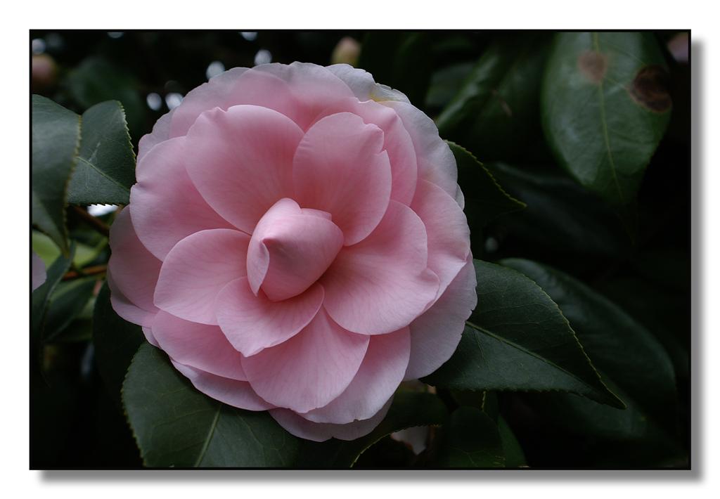 fiori(camelie22) (Large).jpg