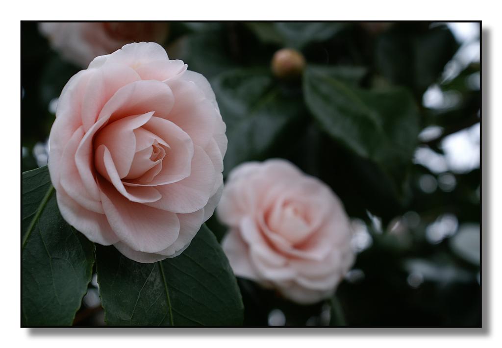 fiori(camelie27) (Large).jpg