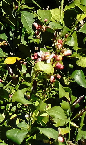 FIORI DI LIMONE.jpg