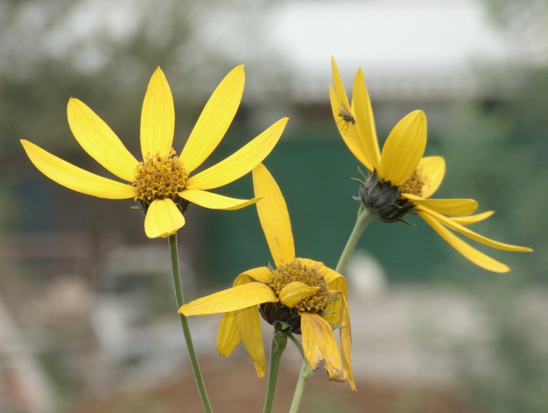 Fiori gialli.jpg