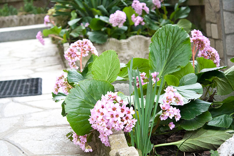 Fiori_original2.jpg