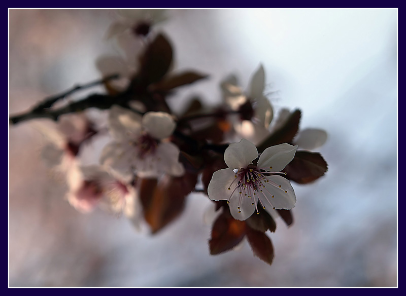 Fiori_ramo.jpg