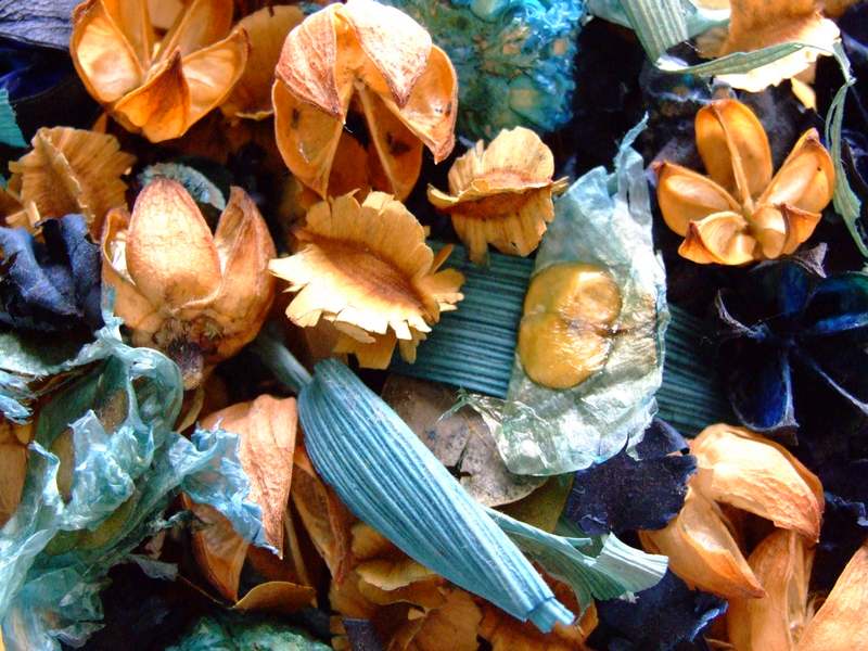 fiori secchi.jpg