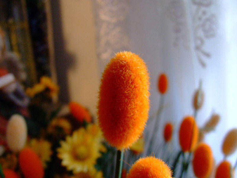 fiori secchi.jpg