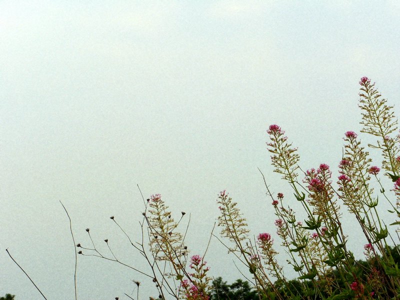 fiori vesuviani.JPG