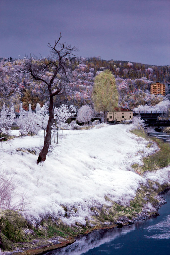 Fioritura-agli-IR.jpg