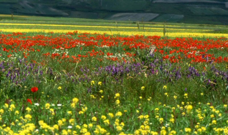 fioritura 2.jpg