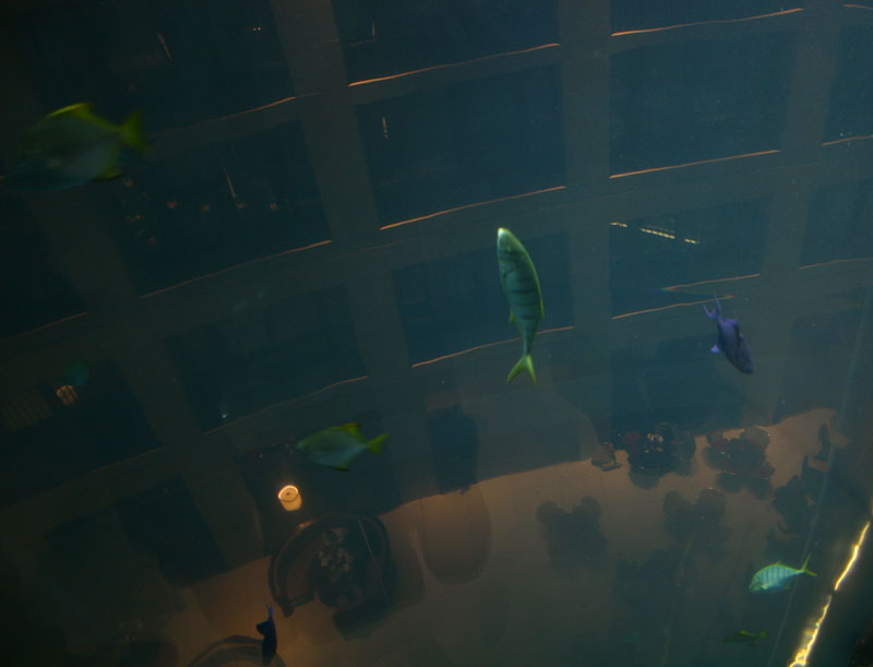 Fish in an office building.jpg