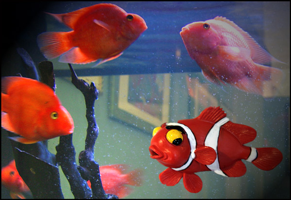 fishpw.jpg