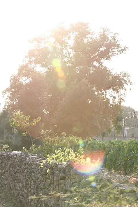 flare_01.jpg