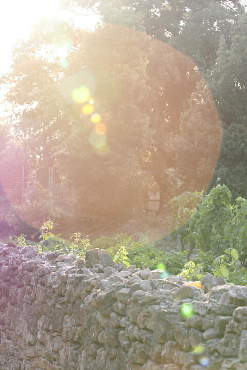 flare_02.jpg