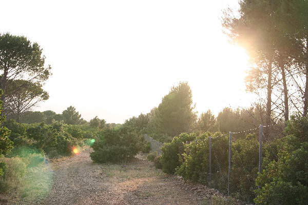 flare_04.jpg