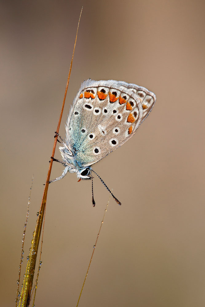 flic4856.jpg