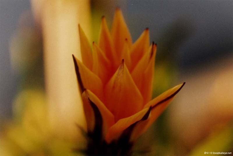 flower1-small.jpg
