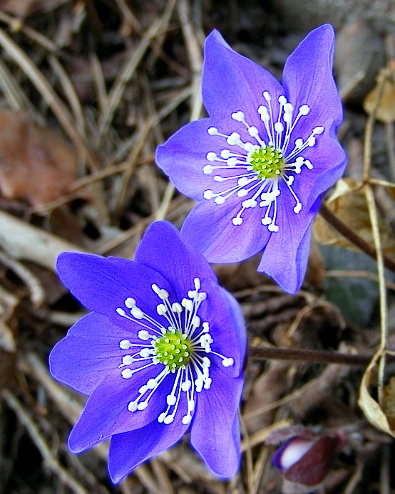 flower2.jpg